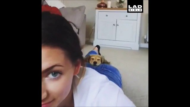 Ce chien a trouvé le coussin parfait...