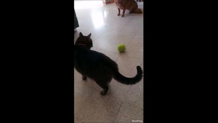 Pas sur que ce chat utilise correctement cette balle pour jouer