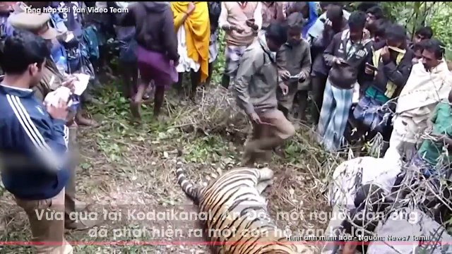 Người dân tìm thấy con hổ mặt đen ở bờ sông và phát hiện ra sự thật đau buồn rơi nước mắt