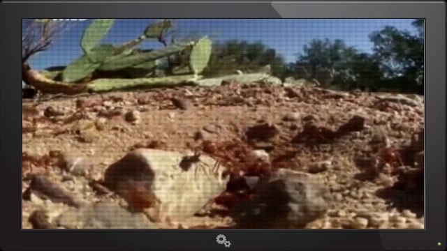 National Geographic City Of Ants - Full Documentary