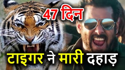 Salman Khan की Film Tiger Zinda Hai ने फिर मारी दहाड़, देखिए 47th Days का Box Office Collection