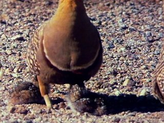 BBC The Living Planet 06of12 The Baking Deserts