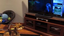 German Shepherd Howling With Wolves From Zootopia