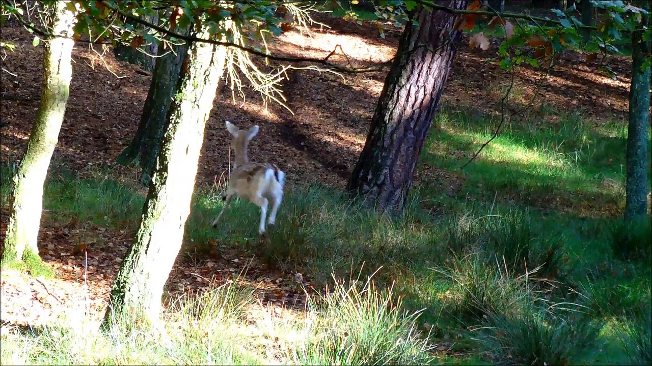 Die 5 gruseligsten Wildkamera Aufnahmen