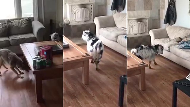 Un coyote et une chèvre meilleurs amies