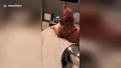Golden retriever sings to owner's trumpet playing