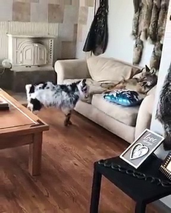 Un coyote et une chèvre meilleurs amis