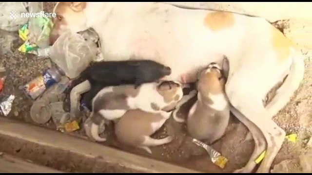 Dog adopts orphaned piglet
