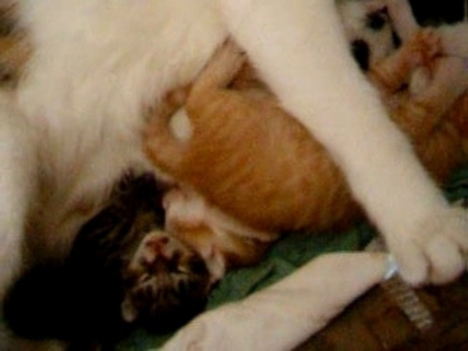 Les petites pattes