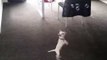 Cheerful Chihuahua Enjoys Popping Bubbles