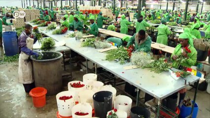 Kenias vergifteter See | DW Deutsch