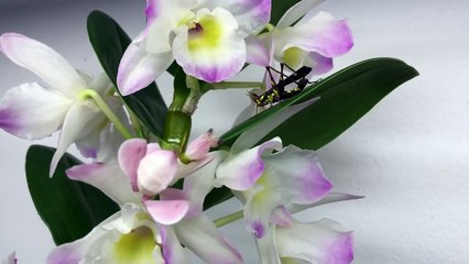 Une mante orchidée mange un insecte