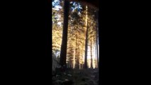 Incroyable effet domino dans une forêt