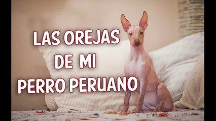 Orejas caídas en el Perro sin pelo del Peru