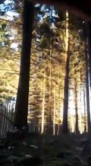 Effet domino dans une forêt
