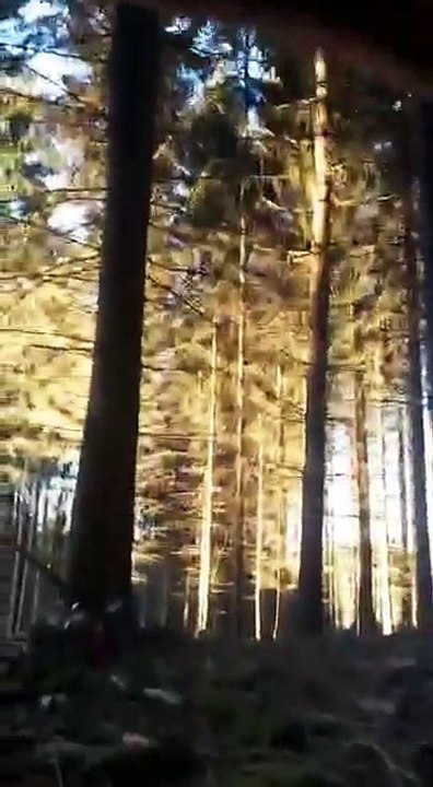 Effet domino dans une forêt