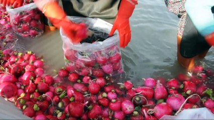 Soğuk suda ekmek mücadelesi - OSMANİYE