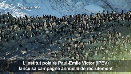 L'Institut polaire français recrute pour l'Antarctique