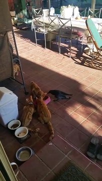 Ce corbeau vient manger dans la gamelle des chats et ils ne bronchent pas!