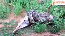 Ce python dévore un cerf sous les yeux de touristes médusés