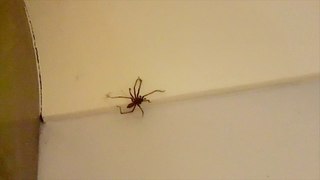 JUST A BIG SCARY SPIDER!!