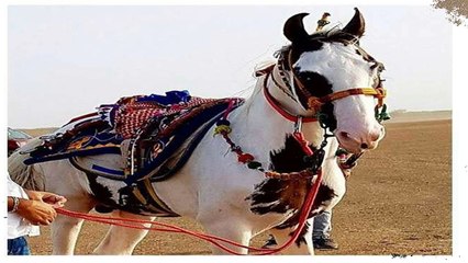 एक घोड़े पर आया Salman khan का दिल लेकिन नहीं खरीद पाए