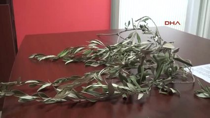 Kayseri-Zeytin Dalı Operasyonuna Zeytin Dallı Destek Açıklaması