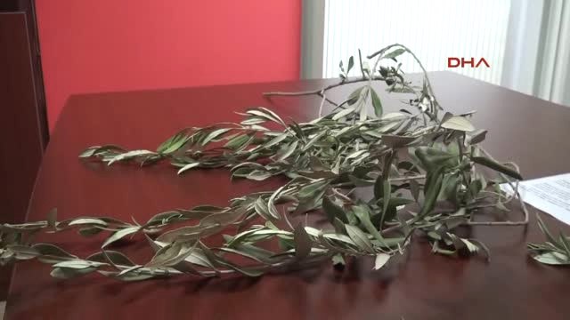 Kayseri-Zeytin Dalı Operasyonuna Zeytin Dallı Destek Açıklaması