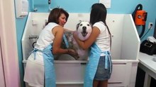 Ce husky content de prendre un bain, exprime sa joie en chantant!