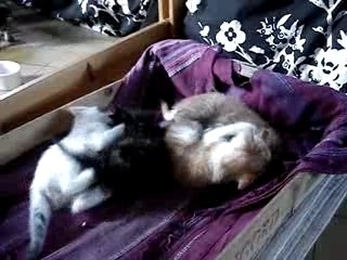 Les petites pattes 5 (2)