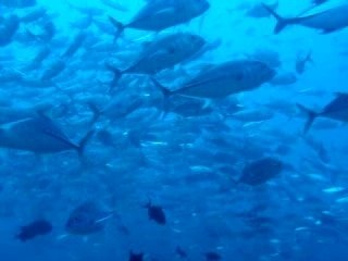 plongée bunaken (indonésie)