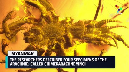 Scientists Discover An Ancient Spider With A Whip-like Tail