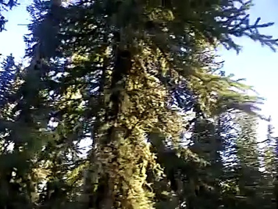Κάτι σαν από ταινία τρόμου???Απόκοσμος ήχος σε δάσος του Καναδά!!!