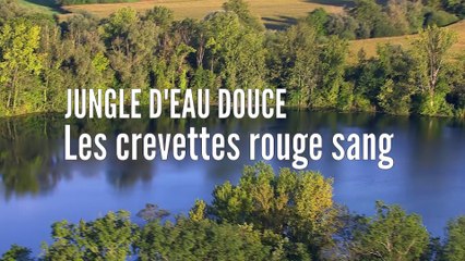 Les crevettes rouge sang