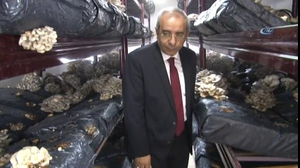 Van'da İlk Mantar Hasadı Yapıldı