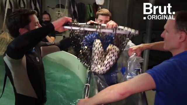 Une femelle requin-zèbre de l’Aquarium de Paris transférée à La Rochelle pour se reproduire