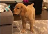 This Golden Retriever Will Do Anything to Get His Paws on Some Socks
