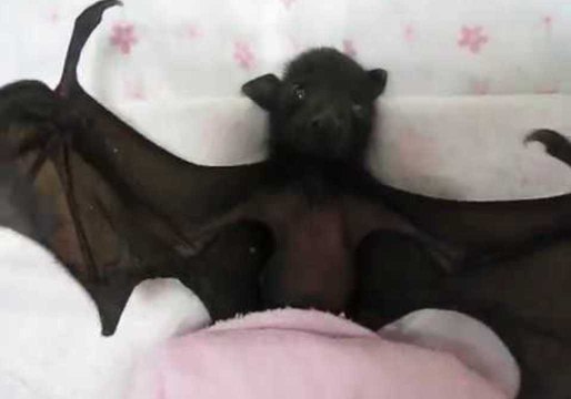Adorable Orphaned Bat Helps Rescuer Spread Message