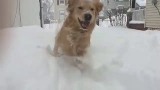 Funniest Winter Animal Videos Compilation | Funny Pet Videos