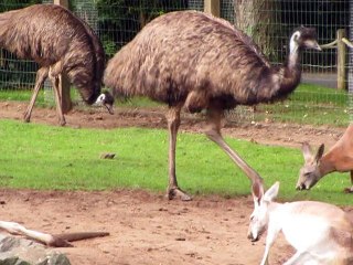 La Flèche-Zoo-Emeu (6)