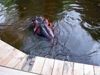 La Flèche-Zoo-Hippopotame (8)