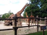 La Flèche-Zoo-Girafes (24)