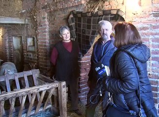 Cilj-stado od 200 ovaca, 6. februar 2018. (RTV Bor)