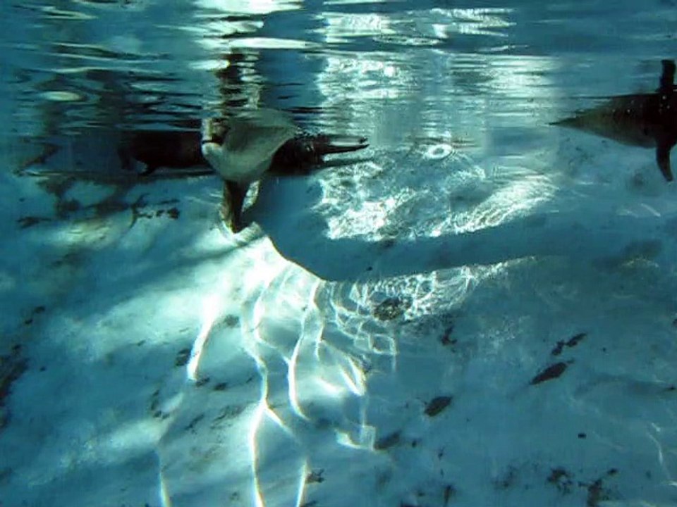 La Flèche-Zoo-Loutres (18)