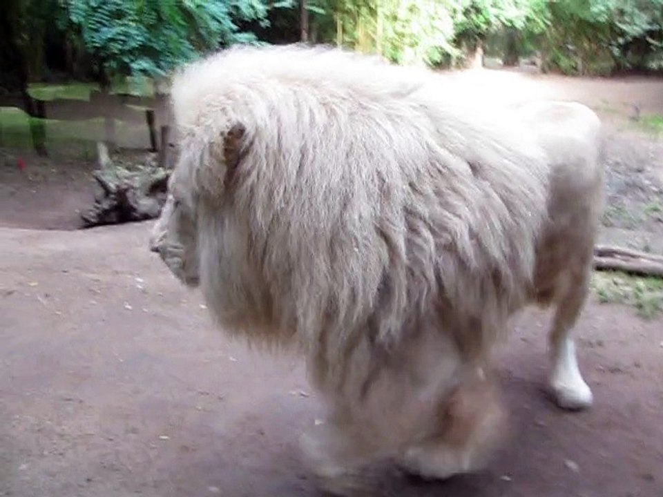La Flèche-Zoo-Lions blancs (2)