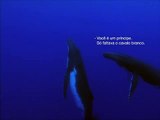 baleias príncipe - o amor das baleias é perfeito