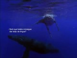 baleias beijo - o amor das baleias é perfeito