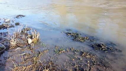 Oltu çayına atık madde atıldığı iddiası - ERZURUM