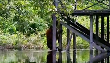 SPIONE IM TIERREICH_ Schlaue Köpfe espanol tv series online gratis hd 2018