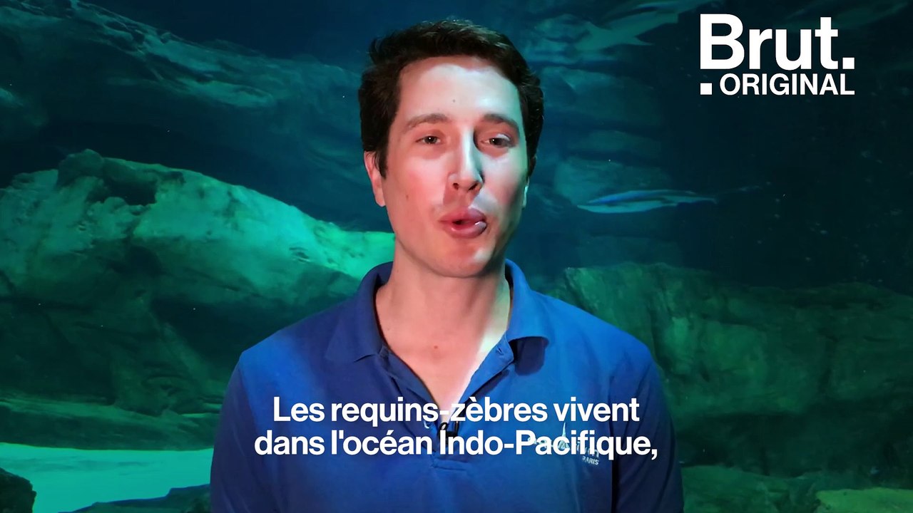 Le requin-zèbre, une espèce menacée